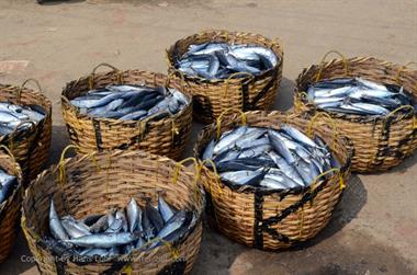 Vizhinjam, Fish Market,_DSC_9030_H600